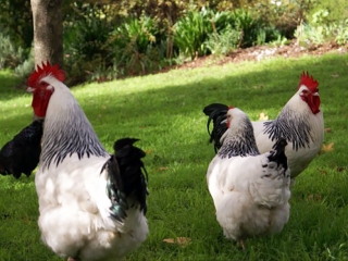 Kids can collect eggs from our farm chickens Cedar Creek Cottages, Hunter Valley Accommodation Cottages