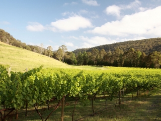 Take a walk through our organic vineyards Cedar Creek Cottages, Wollombi Accommodation